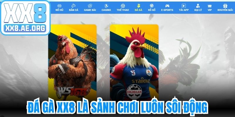Đá gà XX8 là sảnh chơi luôn sôi động