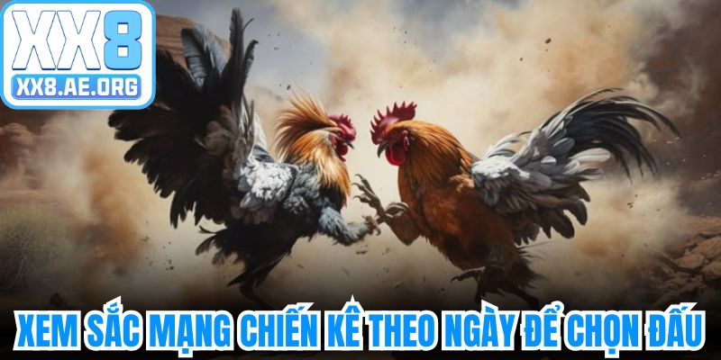 Xem màu mạng đá gà theo ngày để chọn đấu 